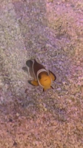 38K views · 1.6K reactions | There’s NEMO inside the table!! #fish #drink #aquarium #Nemo #viral #reels | Paul Cuffaro | Facebook