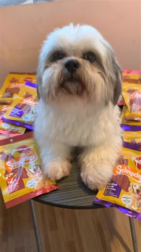 27K views · 395 reactions | Luffy loving this new Schmackos from Pedigree ayaw ng tantanan sa sarap! #PedigreeSummer #FuelingFurryFun #TailsOfSummer | Luffy B the smiling dog | Facebook