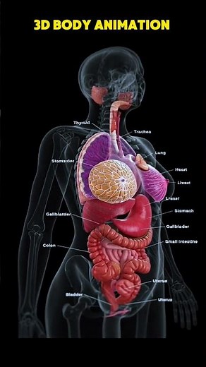 Full Anatomy of Female Organs | 3D Body Animation | Female Reproductive System Explained