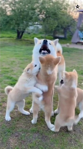 Why Dogs Kill Puppies? 🐕 | #Shorts