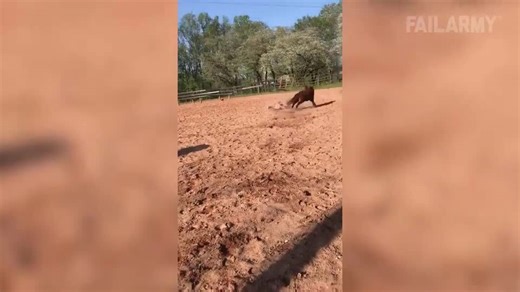 Surf and turf fails | FailArmy