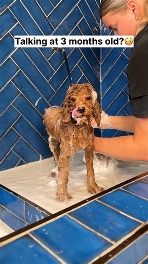 ASMR Episode 25: Ruby the Cavapoo 🛁🫧 #doggrooming #asmr #dogasmr #cavapoo #cavapoopuppy | Doggy Styling