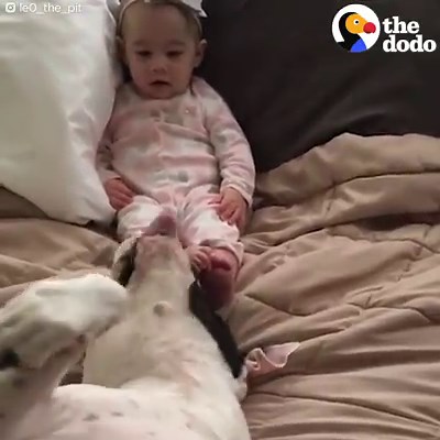 9.9M views · 152K reactions | Watch this pit bull turn into the best nanny to his baby sisters  | The Dodo | Facebook