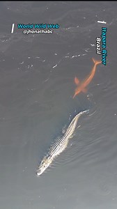 12K views · 55 reactions | This is the bizarre moment a dolphin bit a swimming caiman’s tail three times despite it being one of the animal’s main predators. Jhonatha Barros Cabral was on the Itapara River, Brazil, on November 1 when his drone captured an unusual sight. Fascinating footage captured the moment an endangered river dolphin swam into the wake of a black caiman and began harassing it. | Wild Sightings | Facebook