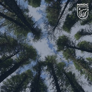 One million acres of Canadian forest are lost each year. Tell Justin Trudeau to put our planet's future over industry profit! | NRDC