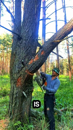 professional tree cutting #logging #chainsaw #sawblade #climbing #treecutting