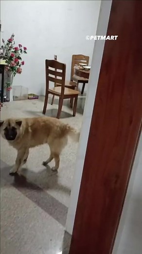 Thôi thế này còn cơm nước gì nữa 🤣 | Pet Mart - Cửa Hàng Thú Cưng