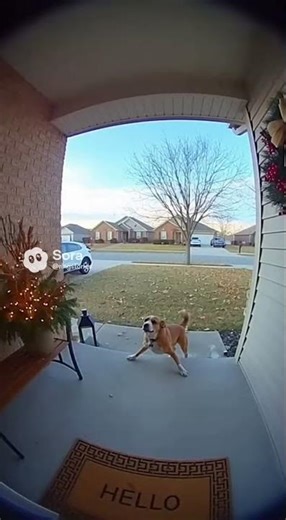 Dog barks crazy!😂