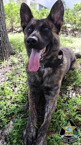 3.5K views · 426 reactions | K9 Maus is starting his weekend with a smile! Are you? | Pasco Sheriff's Office | Facebook