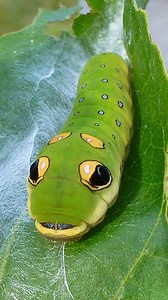 Spicebush Swallowtail Caterpillar🐛 This Caterpillar Looks Like a Snake #swallowtailcaterpillar #caterpillar #swallowtail #butterfly | All About Animals