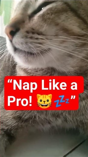 “This Cat’s Nap Game is Next Level! 😺💤”