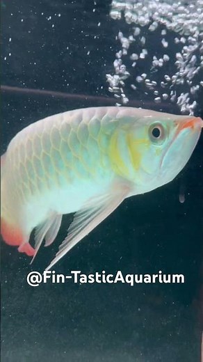 Top Aquarist Reveals Secrets to Keeping a HEALTHY Arowana