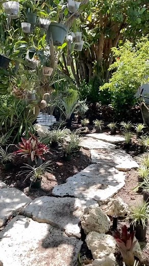 26K views · 31 reactions | PLANTING shade garden PLANTS in this Miami Garden Design . . . . . #plants #trees #mango #fruittrees #miami #florida #fortlauderdale #southflorida #gardening #shadegardening | Matthew Giampietro Garden Design | Facebook