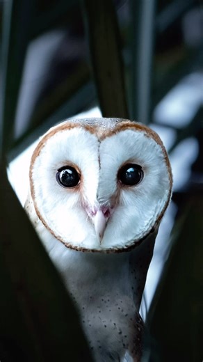 ➡️ Spotted: Barn Owls 📌 AIT Wildlife Did You Know? 🦉 Barn owls are known for their near-silent flights. Thanks to their special feathers, they can fly almost silently, making them the ultimate nighttime hunters. 🦉Their unique heart-shaped face serves a crucial function in directing sound to their highly sensitive ears, allowing them to pinpoint even the tiniest noises of their prey in the dark. Picture Credit: @naturepixel_wildlife #barnowls #naturebrilliance #birdsplanet #aitwildlife #aitset
