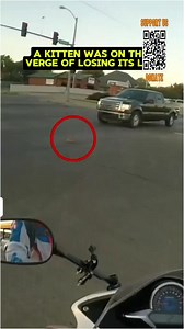 57K views · 2.6K reactions | Biker Lady Saved A Kitten . | Soul Divine | Facebook