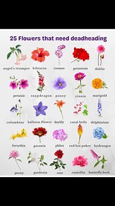 25 Flowers 🌺 that Needs dead heading House Plants Care & Tips | House Plants Care & Tips