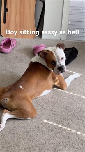 Dog vs Croc : the ultimate showdown 😂😂 #puppy #dog #dogs #funny #pets #dogshorts #viral #fyp