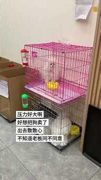 价高者得🤩#萌宠小可爱 #养狗的乐趣 #精神小狗 #萌宠