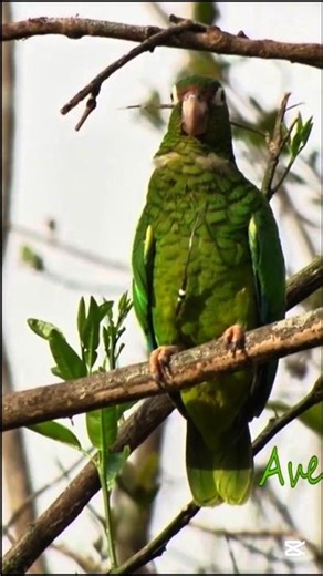 From 13 Birds to Survival! 🦜🔥 (Unbelievable Comeback)