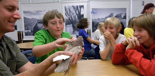 Pigeon Genetics Utah Game