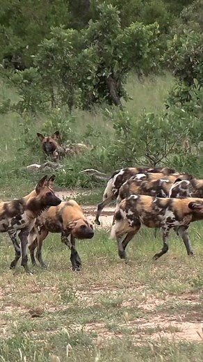 2.5M views · 26K reactions | Painted perfection! African wild dogs showcase strategy, teamwork, and silent coordination in hunting mode. #wilddog #doglife #doglover | Jacqueline Emmanuel | Facebook
