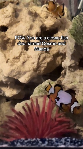 Clownfish fun 🐟 🐠 #blowthisup #fypシ #saltwateraquarium #fyppppppppppppppppppppppp #nocaptionneeded