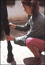 Dealing with kick injuries - Horse & Hound