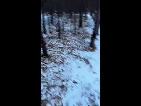 Demon King Squirrel | 魔王松鼠