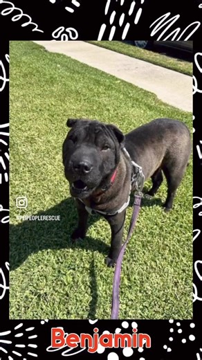 2.9K views · 181 reactions | Hap-Pei National Black Dog Day from Pei People Shar Pei Rescue. Check out all of our adoptable dogs, including these 6 cuties, at www.PeiPeople.com.  | Pei People Shar Pei Rescue | Facebook