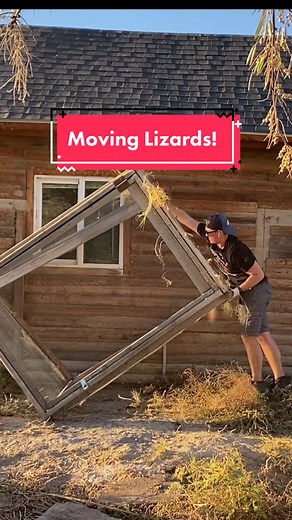 Moving lizard enclosures to prep for our BIG MOVE! Video drops tomorrow on my YT 8AM MST😊 #ROMWEnextgen #moving #enclosure #enclosurebuild #cage #fyp