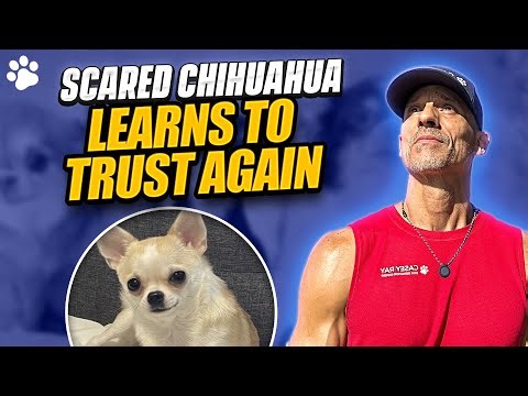 Terrified Chihuahua Learns the "Place" Command & Builds Confidence | Dog Training Transformation