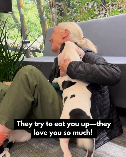Everyone knows Dr. Jane Goodall was born loving animals, but do you know why she loves dogs best? 🐶 Watch the video to find out! Jane has spent a lifetime reminding us that every species plays a vital role in our world — pulling from her own experience observing chimpanzees and her academic background in ethology, or the science of animal behavior. And she credits dogs for teaching so many of us that animals have personalities, thoughts, and feelings! Inspired to bring home a pet? Think about h