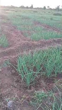 “1 Acre Garlic Farming Success 🌱 | Secured USD 11,625 for 5 Tonnes (Real Farm Numbers)”