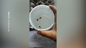 兩大袋蟑螂哪裡來？ 疑網購飼料用櫻桃蟑螂
