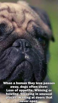 Dogs Grieve Too 💔 #grief #doglife #doglife