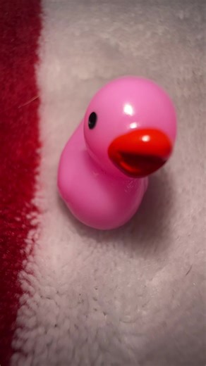 #funny #fyp #duckcouncil #fypシ | funny duck videos