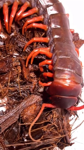 Insectopia on Instagram: "Vietnamese Giant Centipede overpower its prey so quickly #insectopia #insects #insectsofinstagram #bugs #wildlife #centipede"