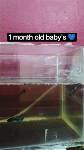1 month old betta baby's ❤️❤️ so beautiful 🤩 #like #share #bettabreeder #bettafish #subscribe