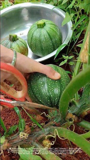Beibei pumpkin, mini, cute and nutritious
