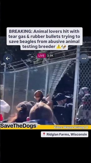⚠️🐶 Animal Lovers Hit With Tear Gas in Mass Dog Rescue