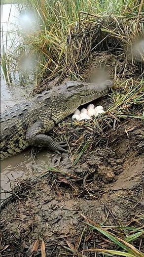 Mother Crocodile Guards Her Nest for Weeks Until This Happens 🐊 #wildlife