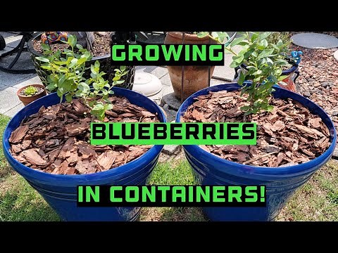 Growing Blueberry Plants In Containers - Florida - Zone 10a - 1st Timer!