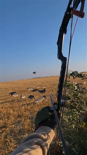 BW Films on Instagram: "Archery hunting ducks! • • • #duckhunting #goosehunting #bwfilms #bw #divebombindustries #divebomb #waterfowl #bowhunting #bowandarrow #archery #duck #mallard"