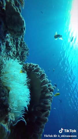 TikTokでk_okinawaseaさんをチェック！