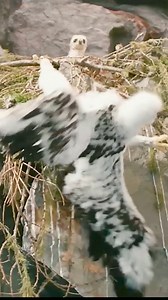 #animal #animals #nature #pet #cute #wildlife #love #dog #pets #photography #cat #cats #naturephotography #instagram #photooftheday #dogs #animallovers #instagood #wildlifephotography #art #animalphotography #of #dogsofinstagram #petstagram #bird #catsofinstagram #puppy #birds #animalsofinstagram #petsofinstagram | BingBing