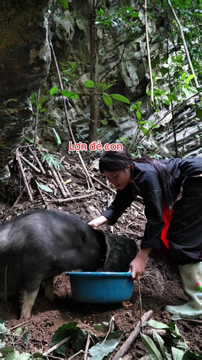 Cuộc sống trong rừng,gùi thức ăn lên rừng cho lợn mẹ ăn #trieuthixien #xoabopxuongkhop #cuôócongtrongrung