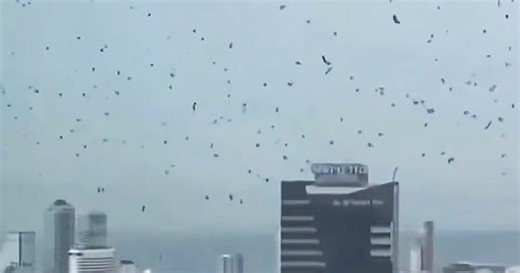 ‘Harbinger of Doom’ Warning Issued as Swarms of Crows Fill Skies Above Israel - Slay News