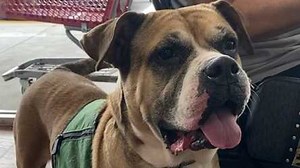 Meet the charming, adoptable companions of Brevard County Sheriff's Animal Services