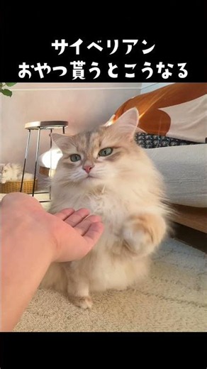This is what happens when a Siberian gets a treat😸🍖