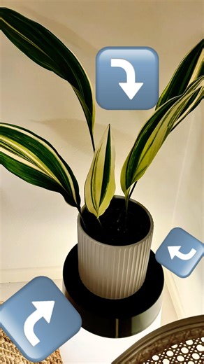 Colorful Plants In Low Light DARK Room?? #plants #ihavethisthingwithplants